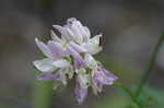 Purple crownvetch